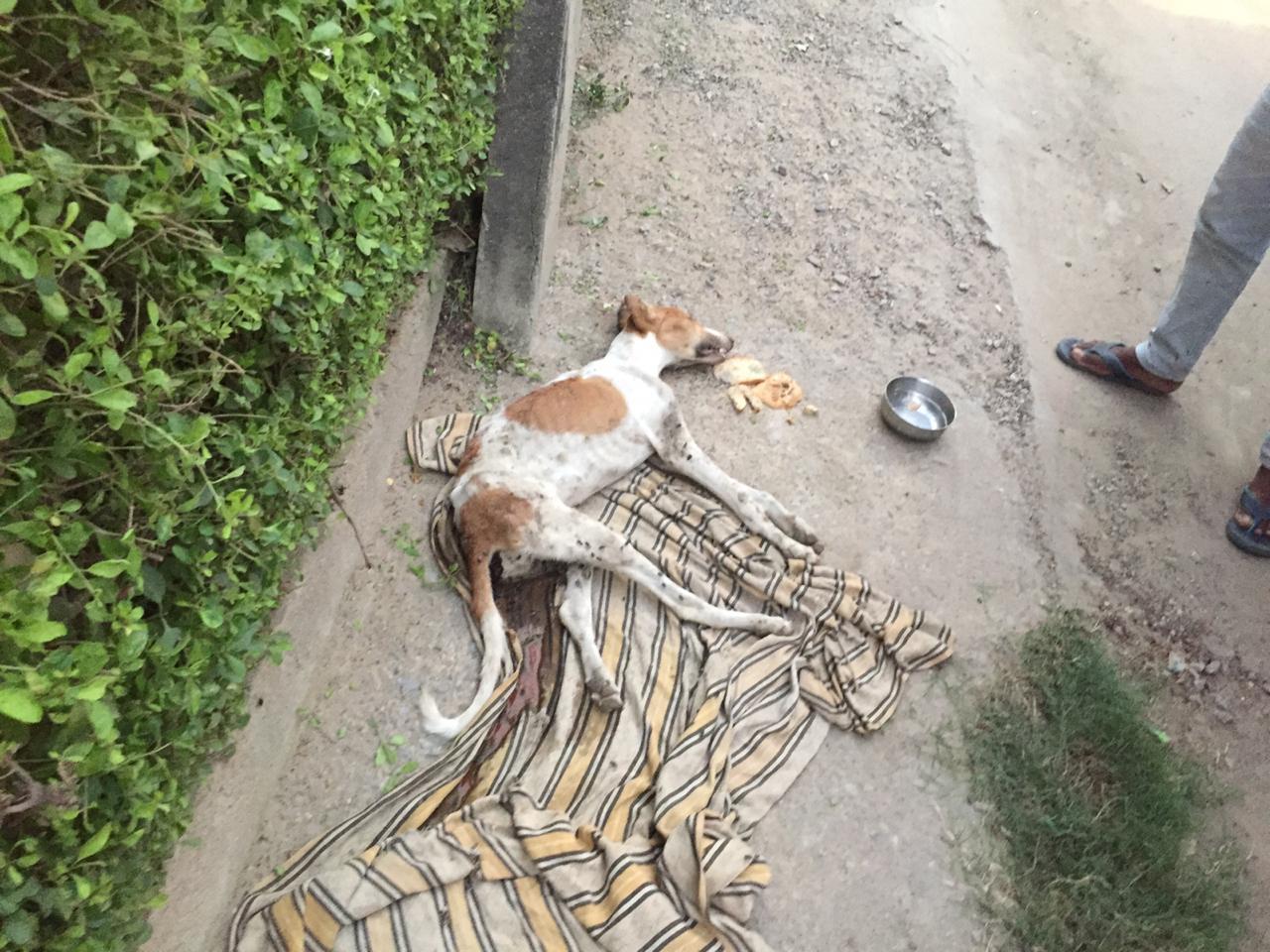 FUNDING THE TREATMENT OF STREET DOG